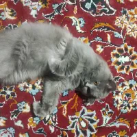 گربه نر جهت جفت گیری|گربه|مشهد, عامل|دیوار