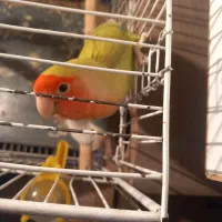 جفت طوطی برزیلی با چهار تخم