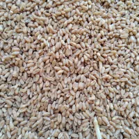 گندم پایا|خدمات باغبانی و درختکاری|باشت, |دیوار