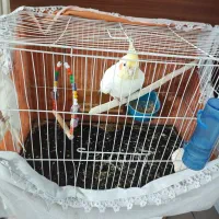 عروس هلندی تخم گذار