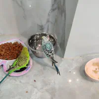 یک جفت مرغ عشق خوشگل قشنگ|پرنده|شیراز, کرونی(خاتونک)|دیوار