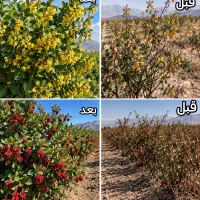 با کود ما زرشکت میشه صادراتی و با حجم زیاد تر