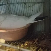 کبوتر مایه رودهن|پرنده|تهران, بازار|دیوار