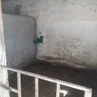 پانسیون اسب|اسب و تجهیزات اسبسواری|کرمانشاه, |دیوار