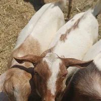 کهره چاق پلم