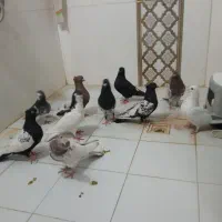 کبوتر