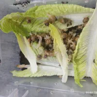 حلزون|خزنده|کرمان, |دیوار