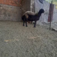 یه راس گوسفند جنس داخل