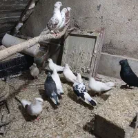 کبوتر تهرانی