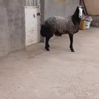 بره قوچ شال درجه یک فروشی