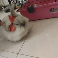 خرگوش لوف|موش و خرگوش|اسلام‌شهر, مسکن مهر اسلاشهر (شهرک امام خمینی)|دیوار