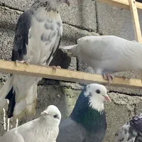 فروش فوری کبوتر کفتر زیر قیمت|پرنده|نوشهر, |دیوار