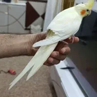 عروس هلندی دستی واهلی