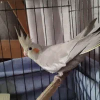عروس هلندی نر