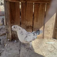 ۲ تا کفتر پرشی|پرنده|قم, بنیاد|دیوار