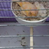 قناری ماده(پرتقالی)