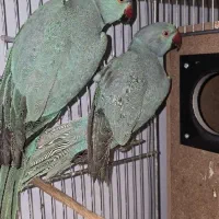 ملنگو کاسکو کاکادو خورشیدی شاهطوطی عروس|پرنده|مشهد, شاهد (شهرک غرب)|دیوار