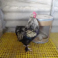مرغ و خروس برهما