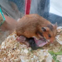 همستر بهترین رنگ ۳۰ دونه