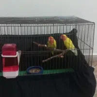 طوطی برزیلی