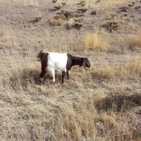 یک راس بز ماده