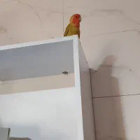 کوتوله|پرنده|رضویه, |دیوار