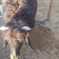 شیشک چاق گوشتی