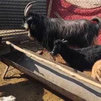 پازن بزری جوان|حیوانات مزرعه|شیراز, حومه شیراز|دیوار