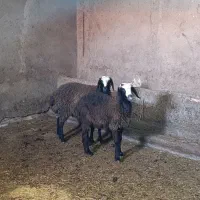 بره ماده دوقلو شال