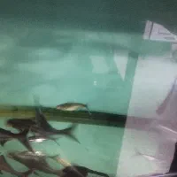 فروش انواع ماهی های زینتی خاص و کمیاب.|ماهی|سمنان, |دیوار