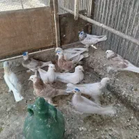 کبوتر کفتر هما سرور کاکلی پاپر سرور شازده|پرنده|چهاردانگه (تهران), |دیوار