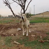 آلابای ماده سنگین وزن درشت ۳نیم ساله