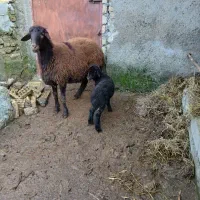 گوسفند با بره