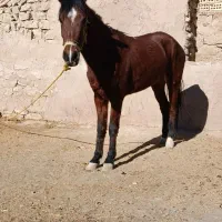 اسب مادیون