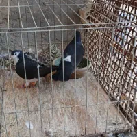 کبوتر|پرنده|شوشتر, |دیوار