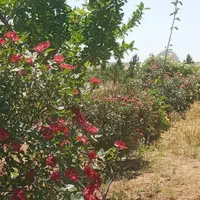 باغچه های1000متری سنددار، سهیلیه، حوالی زعفرانیه|فروش زمین و ملک کلنگی|کرج, فاز ۲ مهرشهر|دیوار