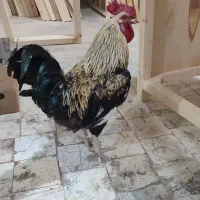 خروس