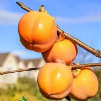 پیش فروش نهال خرمالو امریکایی