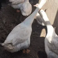 قوغاز اوکراینی گردن ماری|حیوانات مزرعه|زابل, |دیوار