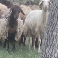 میش و شیشک بره دار