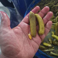 خیارشورو ترشیجات زاگرس|عمده‌فروشی|اهواز, زیتون کارمندی|دیوار