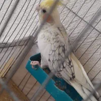 عکس اول ۱۱۰۰ ودوم ۶۰۰