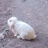 جفت خرگوش لپ