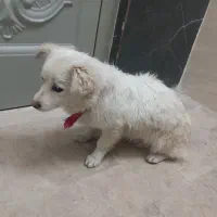 توله اشپیتز پیکینیز|سگ|گرگان, |دیوار