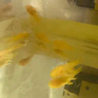 لجن خوار البینو