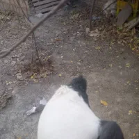 یک جفت ساده کاکلی آس|پرنده|آشخانه, |دیوار