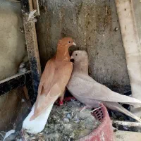 دو عدد جوجه نر عطیقه