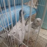 سار|پرنده|مشهد, علی آباد|دیوار