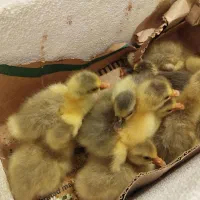 جوجه غاز|پرنده|ساری, |دیوار