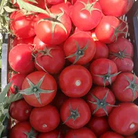 کارشناس برنامه کوددهی باغ و زمین کشاورزی|خدمات باغبانی و درختکاری|اصفهان, سرچشمه|دیوار